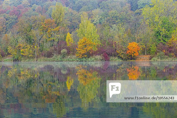 Bäume spiegeln sich im Wasser im Herbst  Herbstfärbung  Pfuhler See  bei Neu-Ulm  Bayern  Deutschland  Europa