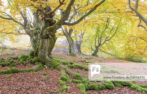 Alte Buchen (Fagus sp.) im Wald  gelbe Herbstfärbung  Hutewald  Hessen  Deutschland  Europa