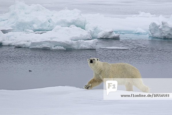 Eisbär (Ursus maritimus) läuft auf Packeis  Spitzbergen  Norwegen  Europa