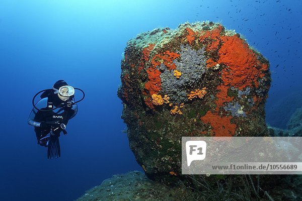 Diver observing rock with different sponges (Porifera)  Corfu  Ionian Islands  Mediterranean Sea  Greece  Europe