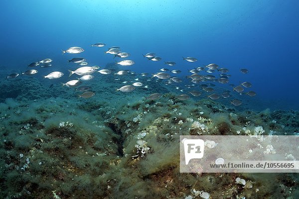Schwarm Goldstriemen (Sarpa salpa) schwimmt über Felsenriff  Insel Korfu  Ionische Inseln  Mittelmeer  Griechenland  Europa