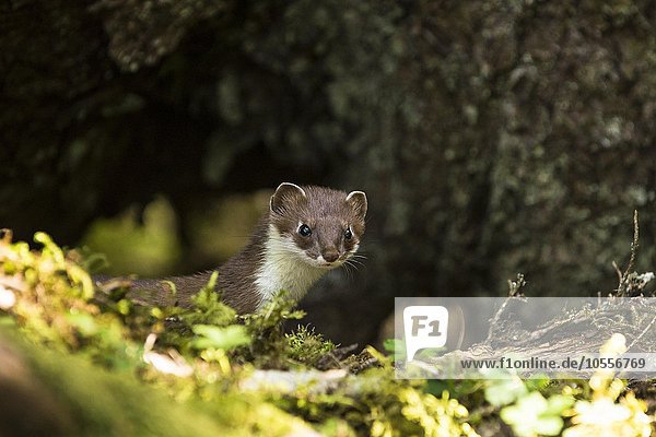 Hermelin, Großes Wiesel oder Kurzschwanzwiesel (Mustela erminea), vor seiner Höhle, Prinz-William-Sund, Alaska