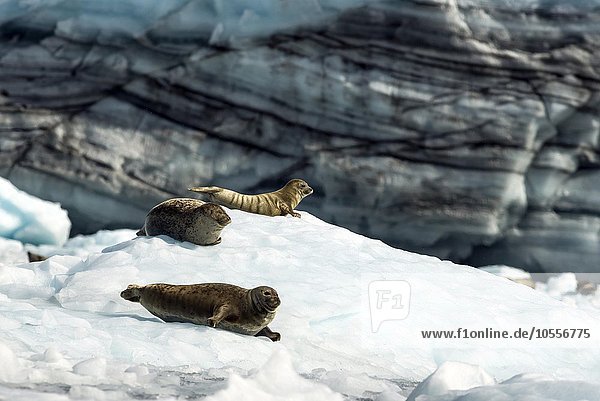 Seehunde (Phoca vitulina)  Surprise Glacier  Prinz-William-Sund  Alaska