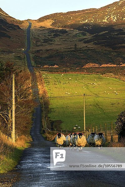 Schafherde auf Straße in hügeliger Landschaft  County Donegal  Irland  Europa