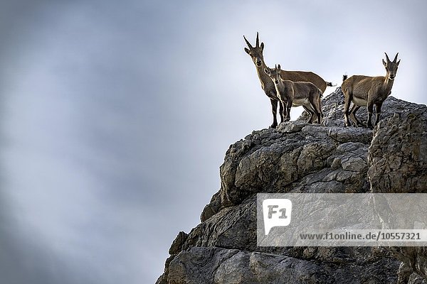 Alpensteinbock (Capra ibex)  Geiß mit Jungtieren stehen auf Felsen  Gramais  Lechtal  Tirol  Österreich  Europa
