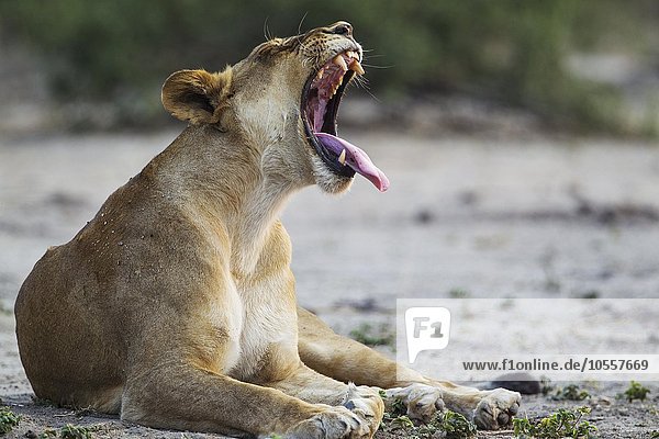 Löwe (Panthera leo)  gähnendes Weibchen  Chobe-Nationalpark  Botswana  Afrika