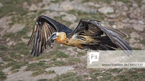 Bartgeier (Gypaetus barbatus) im Flug  mit Nahrung Knochen im Schnabel  Lämmergeier  Goldgeier  Pyrenäen  Katalonien  Spanien  Europa