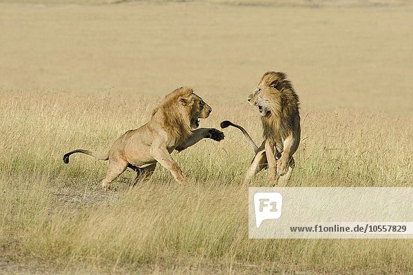 Zwei männliche Löwen (Panthera leo)  Sohn und Vater  kämpfen um die Herrschaft im Revier  Masai Mara  Narok County  Kenia  Afrika