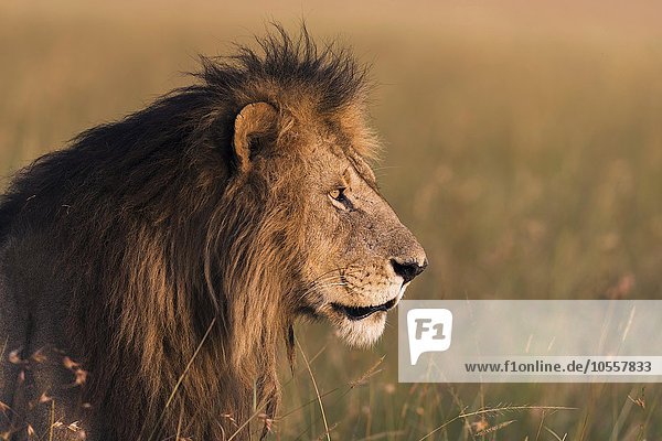 Portrait  männlicher Löwe (Panthera leo)  im warmen Morgenlicht  Masai Mara  Narok County  Kenia  Afrika