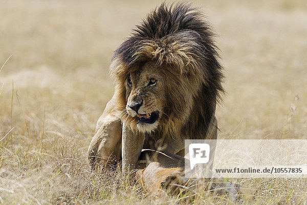 Löwen (Panthera leo) bei der Paarung  Masai Mara  Narok County  Kenia  Afrika
