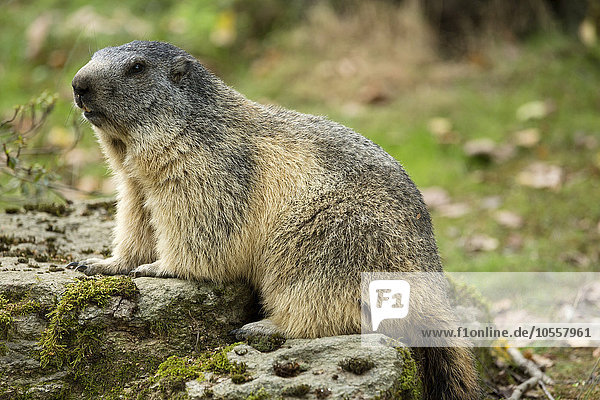 Alpenmurmeltier (Marmota marmota)  Département Hautes-Pyrénées  Midi-Pyrénées  Frankreich  Europa
