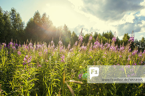 Blumen auf einem Feld im ländlichen Raum