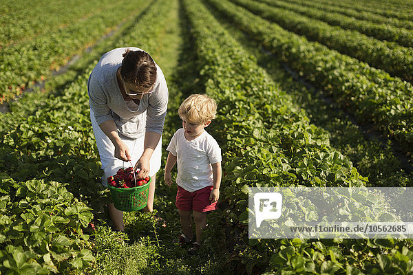Mutter und Sohn pflücken Erdbeeren auf einem Feld