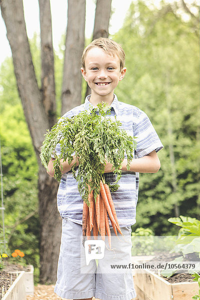Kaukasischer Junge hält Karotten im Garten