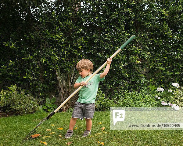 Kleiner Junge beim Laubrechen im Garten