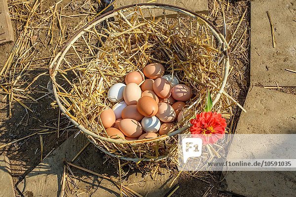 Basket of hen eggs