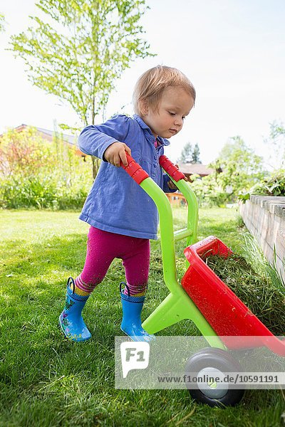 Female toddler emptying grass from toy wheelbarrow in garden