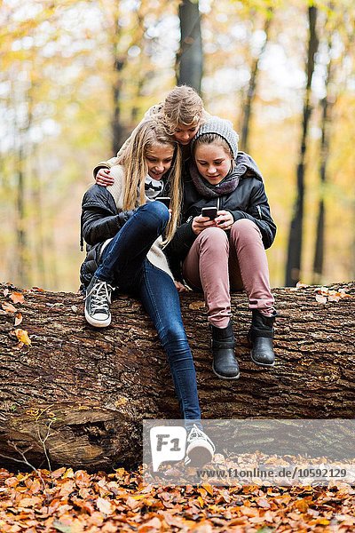 Girls using smartphone on tree trunk in autumn forest