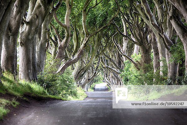 Abnehmende Perspektive von The Dark Hedges - von Buchen gesäumte Straße  Ballmoney  County Antrim  Irland  UK