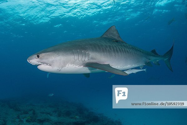 Unterwasseransicht des großen Tigerhais (Galeocerdo cuvier)  patrouillierende Riffkante  Nordufer  Bahamas