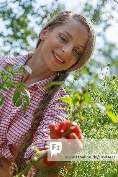 Mittlere erwachsene Frau im Garten,  Tomaten pflücken