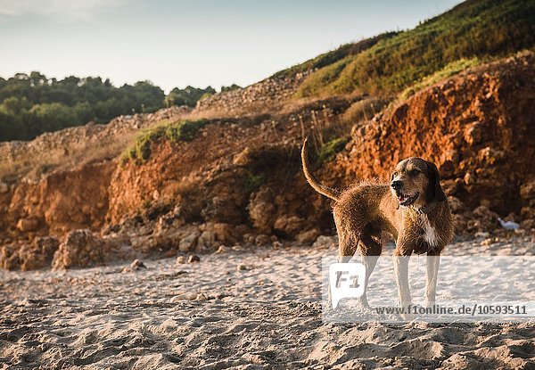 Strand Hund hinaussehen