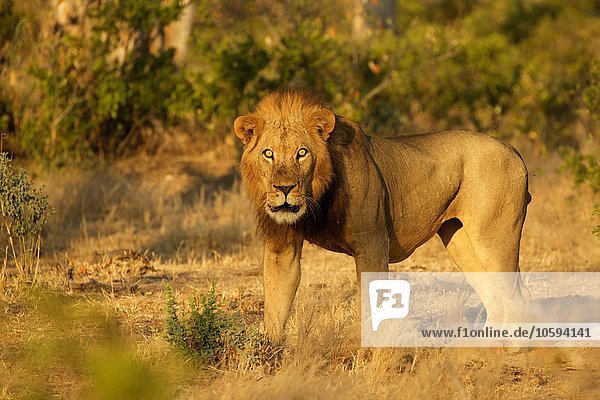 Porträt des männlichen Löwen (Panthera leo)  Mana Pools Nationalpark  Simbabwe
