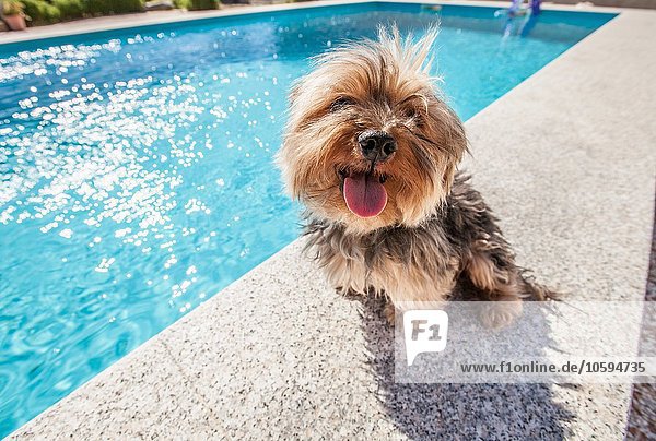 Hund sitzend am Schwimmbad an einem sonnigen Tag