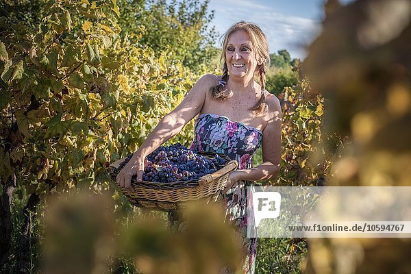Frau mit Traubenkorb im Weinberg  Quartucciu  Sardinien  Italien