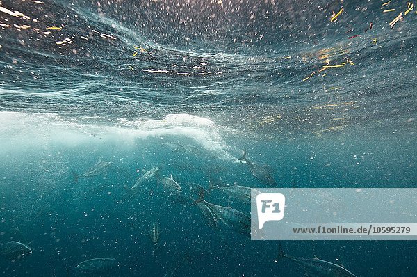 Bonito-Fisch greift einen Sardinenköder an  Isla Mujeres  Mexiko