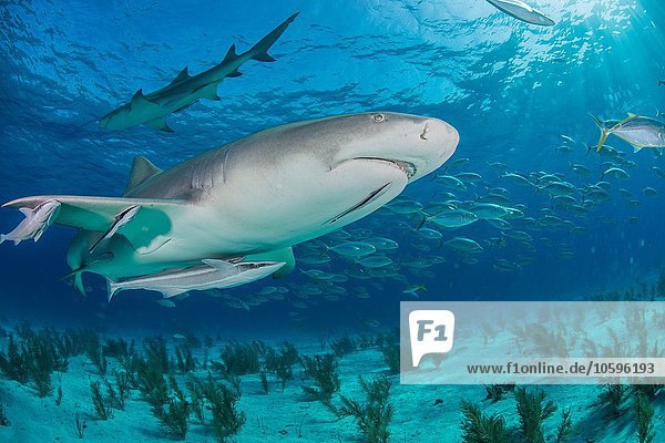 Low angle underwater view of lemon shark swimming near seabed  Tiger Beach  Bahamas