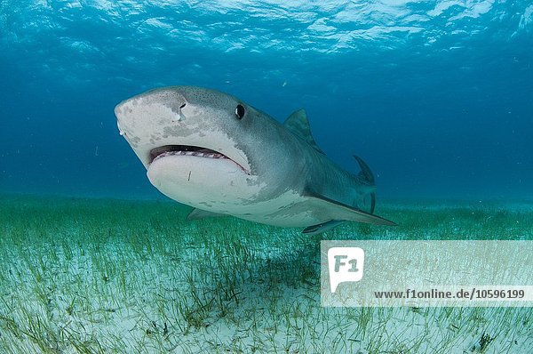 Low angle underwater view of tiger shark swimming near seagrass covered seabed  Tiger Beach  Bahamas