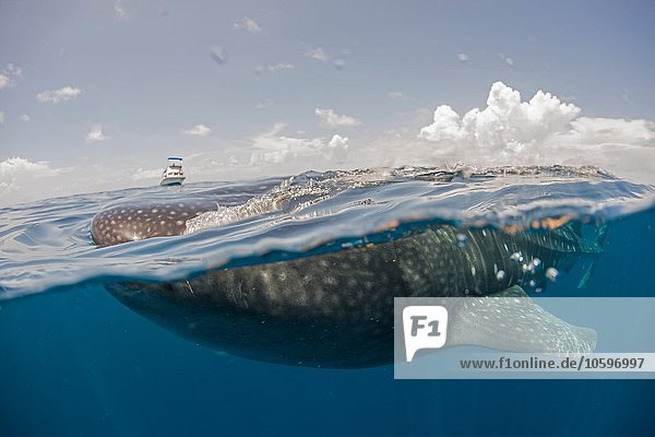 Walhai auf der Wasseroberfläche  Boot am Horizont  Isla Mujeres  Mexiko