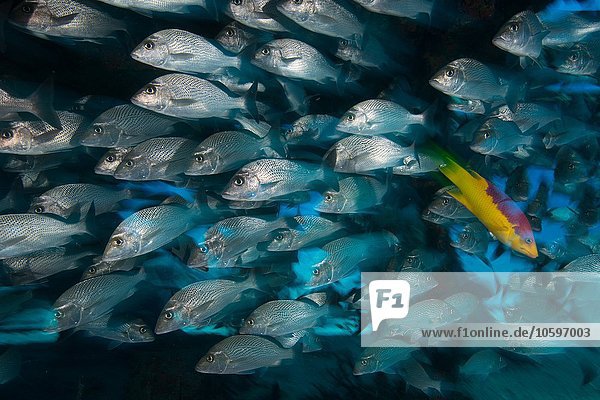 Unterwasser-Seitenansicht der Fischschule  Cancun  Mexiko