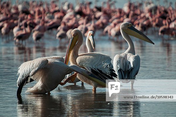 Pelikane und Flamingos in den Untiefen des Lake Nakuru  Kenia
