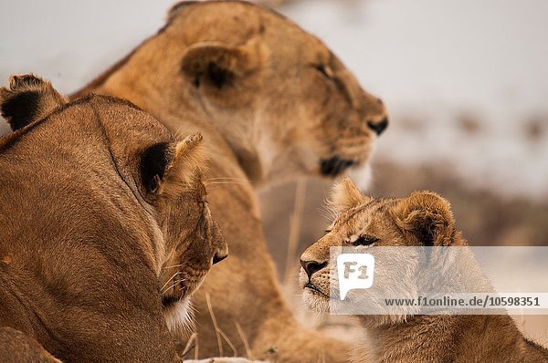 Alert Löwenjunges und Löwinnen  Masai Mara  Kenia