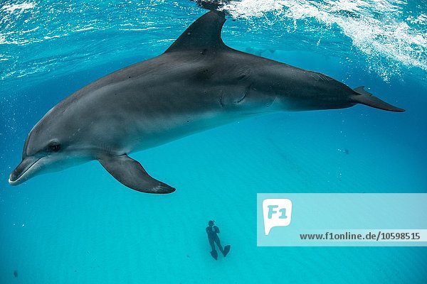 High angle view of atlantic spotted dolphin on surface and diver sitting on seabed  Northern Bahamas Banks  Bahamas