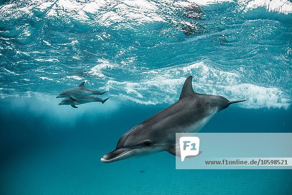 Atlantische Fleckendelfine beim Surfen auf Wellen  Blick in die Kamera  Northern Bahamas Banks  Bahamas