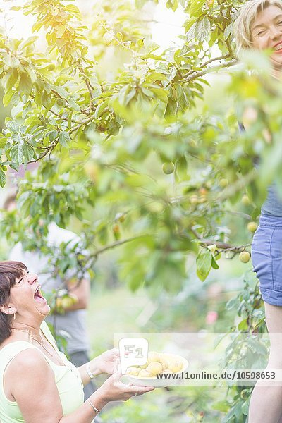 Seniorin und Tochter lachend beim Pflaumenpflücken im Obstgarten