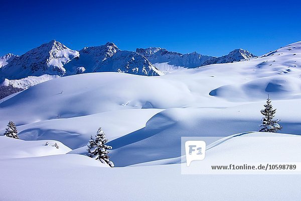 Tiefverschneite Landschaft und Tannenbäume  Arosa  Schweiz