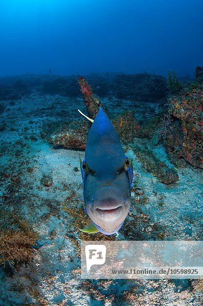 Queen Angelfish fordert seine eigene Reflexion vor der Kamera heraus  Cabo Catoche  Quintana Roo  Mexiko