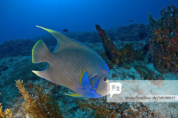 Unterwasser-Seitenansicht von Queen Angelfish  Cabo Catoche  Quintana Roo  Mexiko