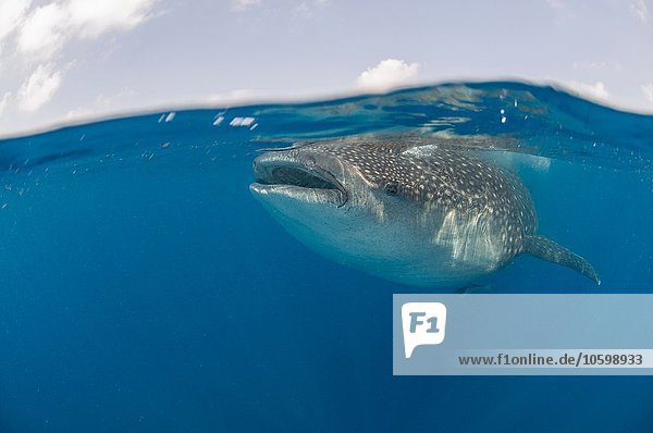 Unterwasseransicht des Riesenwalhais  der Fischeier frisst  Contoy Island  Quintana Roo  Mexiko