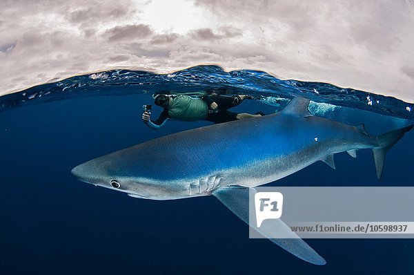 Unterwasseransicht des Schnorchlers mit Kamera beim Schwimmen neben dem Blauhai Magdalena Bay Baja California Mexiko