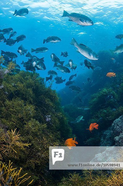 Unterwasseransicht der Fischschwärme im Kelp-Riff  Guadalupe Island  Baja California  Mexiko