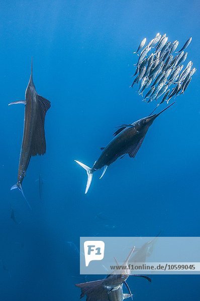 Unterwasseransicht einer Gruppe von Segelfischen  die Sardinenschwärme einfangen  Contoy Island  Quintana Roo  Mexiko
