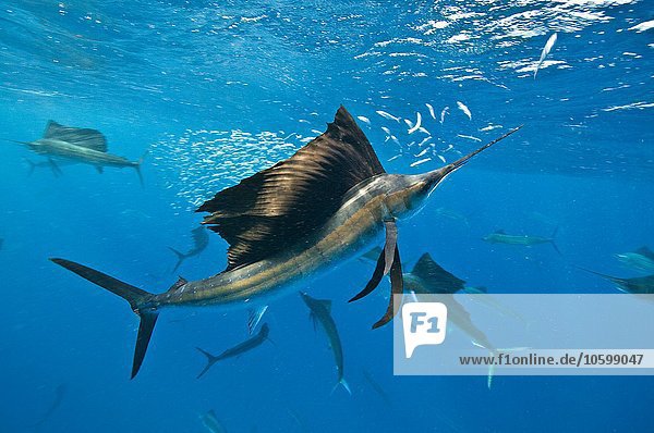 Unterwasseransicht einer Gruppe von Segelfischen  die Sardinenschwärme an der Oberfläche einfangen  Contoy Island  Quintana Roo  Mexiko
