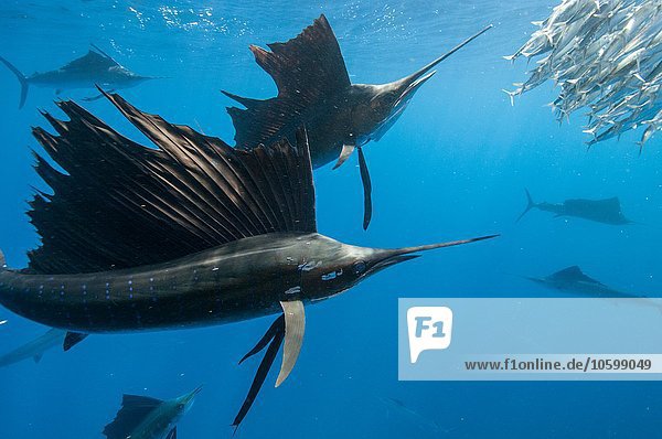 Unterwasseransicht einer Gruppe von Segelfischen  die Sardinenschwärme zur Oberfläche hin einsperren  Contoy Island  Quintana Roo  Mexiko