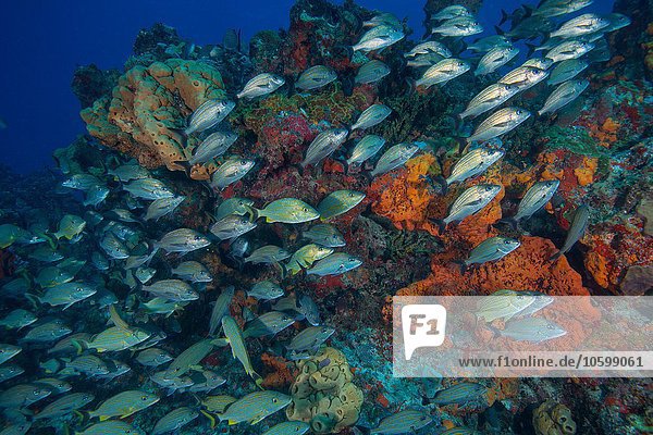 Unterwasseransicht von jugendlichen Grunzen und Snapper-Schulen  die an groben Riffen schwimmen  Cancun  Quintana Roo  Mexiko