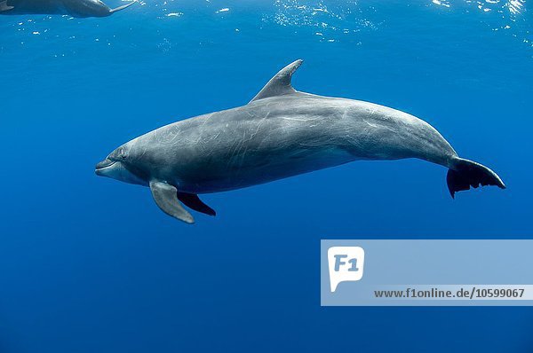 Unterwasseransicht des Botlenose-Delfins  Baja California Sur  Mexiko